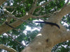 Tree Restraint Port Macquarie