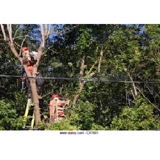 Risk Management For Tree Work Module 1