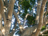 Tree Restraint Mona Vale