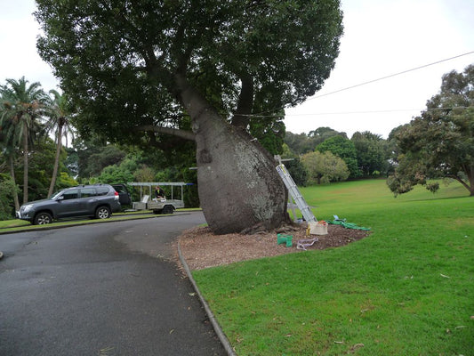Tree Restraint Royal Botanic Gardens Sydney