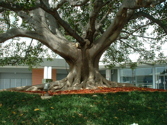 Tree Restraint Works
