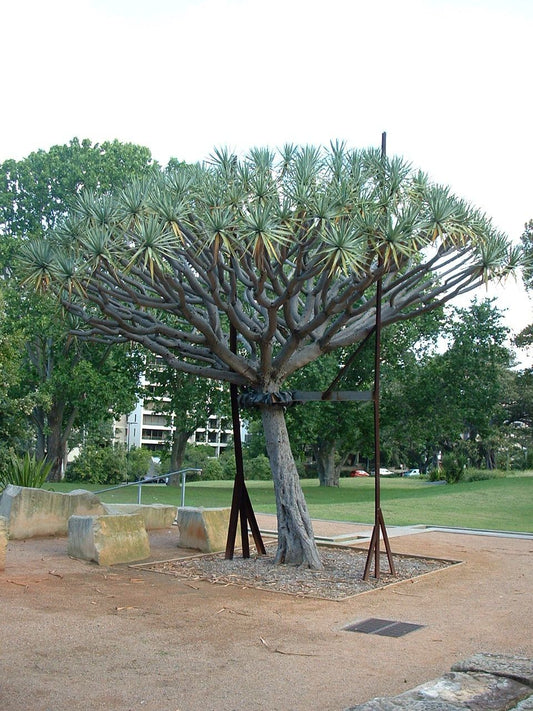 Tree Frame Installation