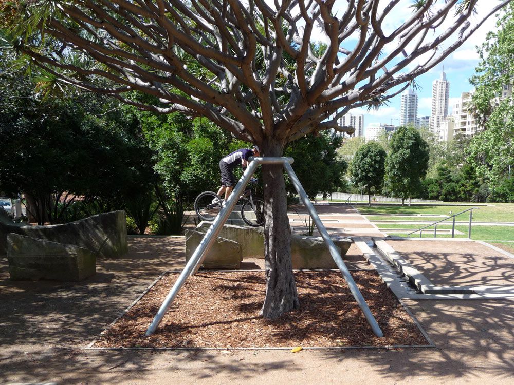 Dragons' Blood Tree Frame Installation