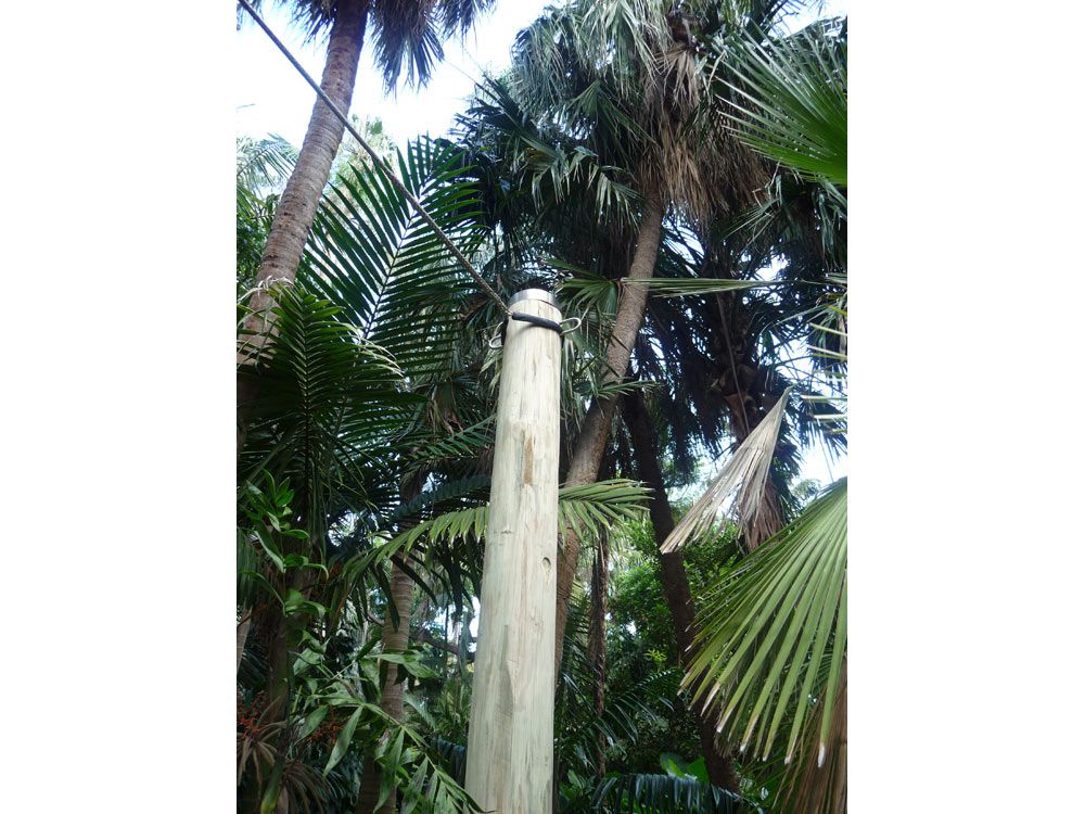 Dragons' Blood Tree Restraint