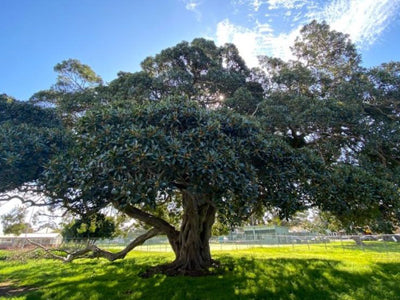 Gregson Park Port Jackson Fig Repair
