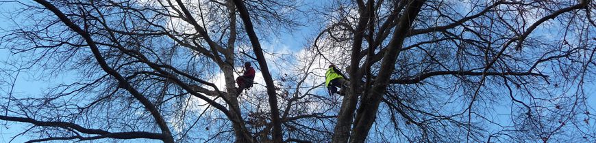 Arboriculture