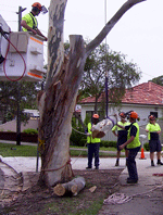 L1 Tree Rigging Course