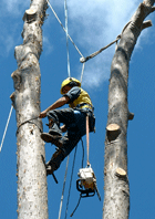 L2 Tree Rigging Course – Total Height Safety (A RISE® Company)