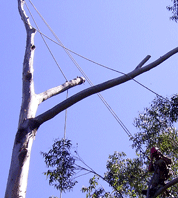 L3 Tree Rigging Course