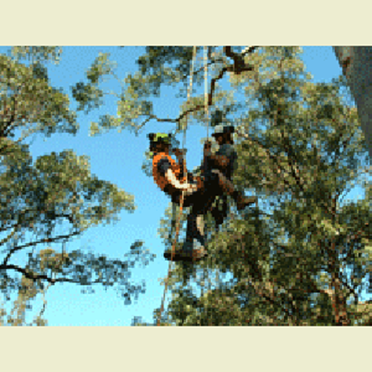 Arboriculture Courses - Total Height Safety