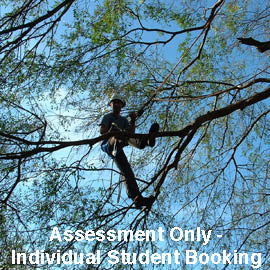 Use arborist climbing techniques