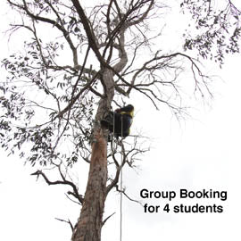 Use arborist climbing techniques