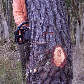 Fell Trees Refresher