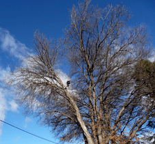 Perform Arborist Pruning Operations